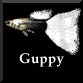 guppy̐