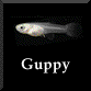 guppy̒t