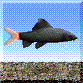 Red-Tailed Black Shark̐